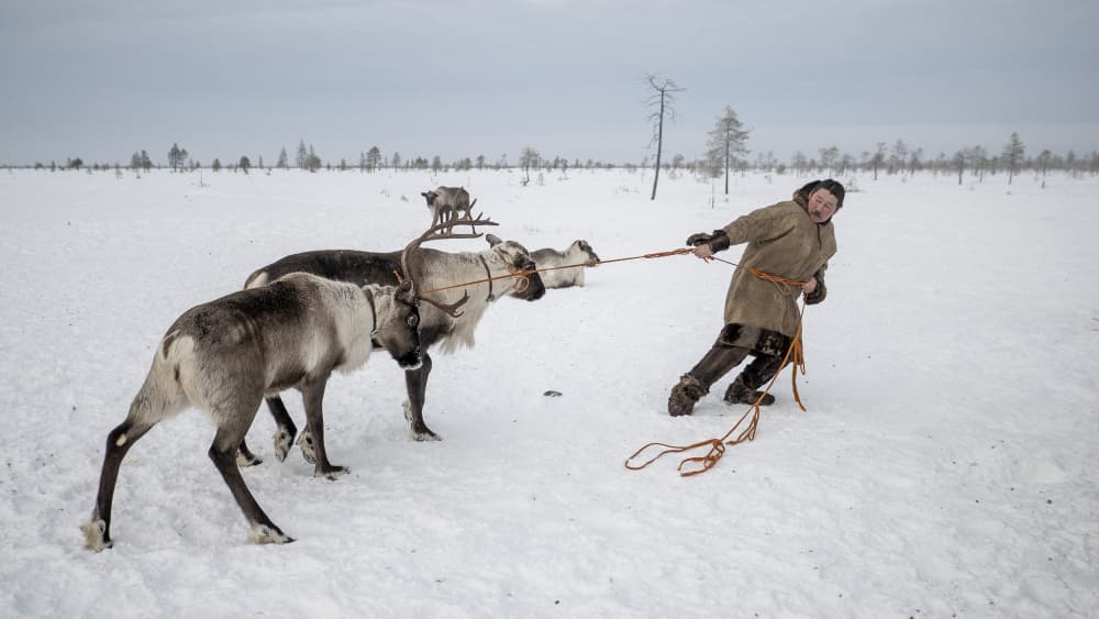 Tundra Reindeer Herding by Marcel Rebro — canvas wall art