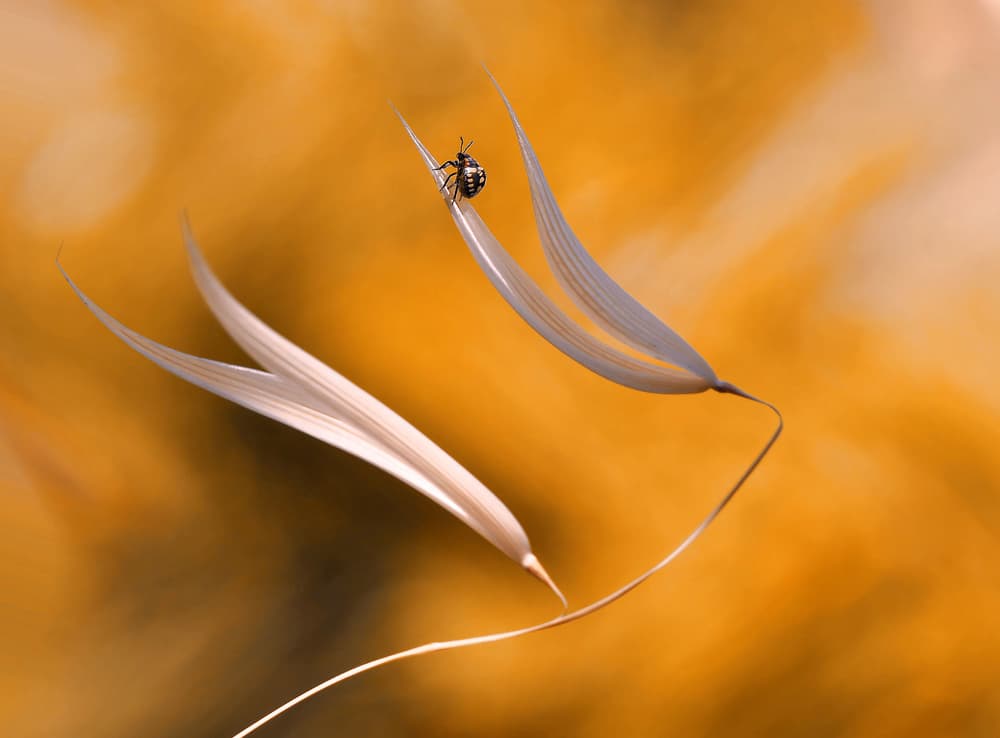 Insect on Delicate Grass by Thierry Dufour — canvas wall art