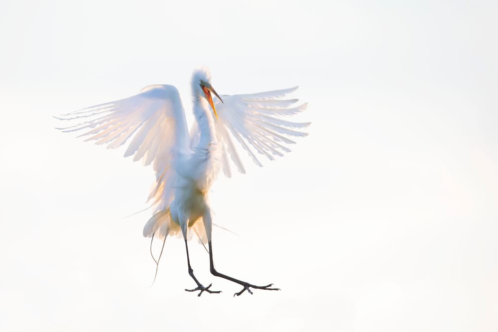 Graceful Egret Flight by Phillip Chang — canvas wall art