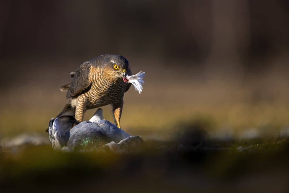 Hawk With Prey by Marco Redaelli — canvas wall art