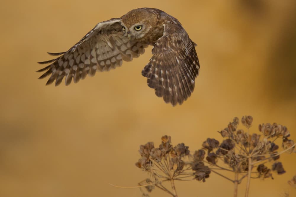 Golden Hour Owl Flight by David Manusevich — canvas wall art