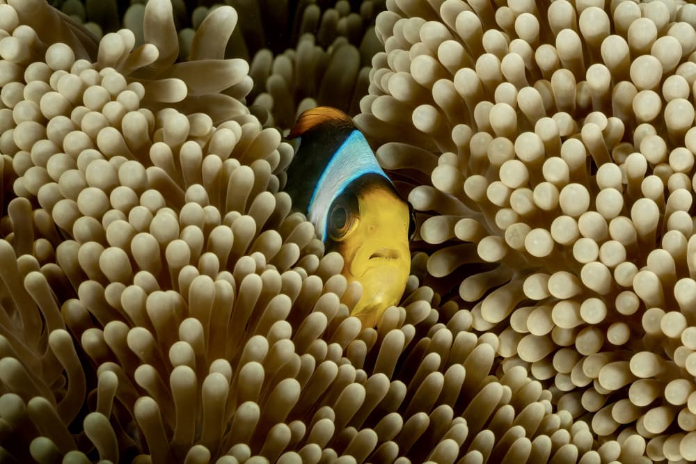 Clownfish In Anemone by Serge Melesan — canvas wall art