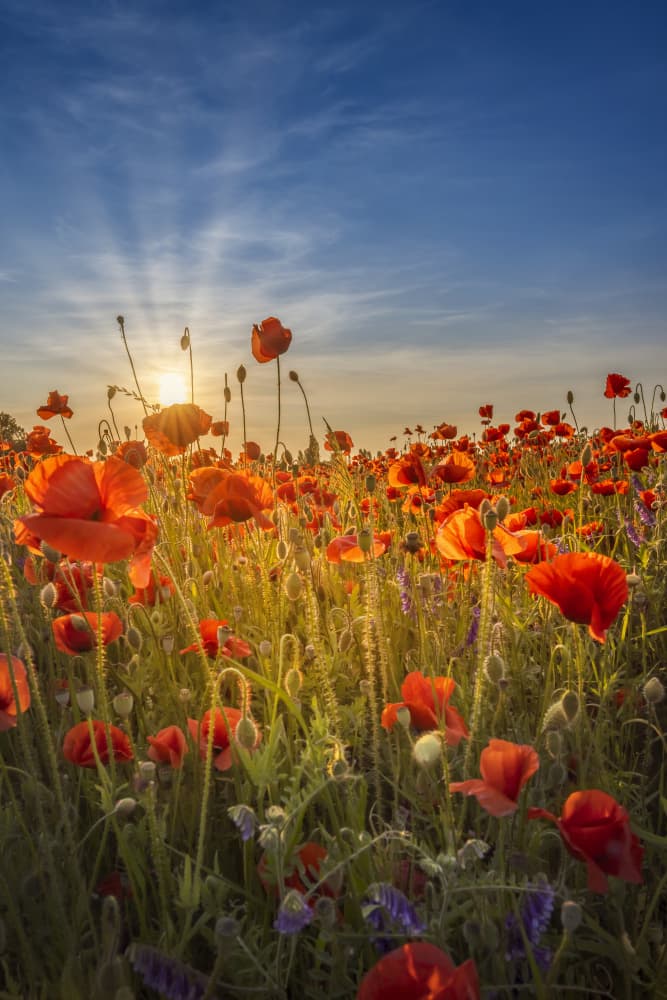 Vibrant Poppy Field Sunrise by Melanie Viola — canvas wall art