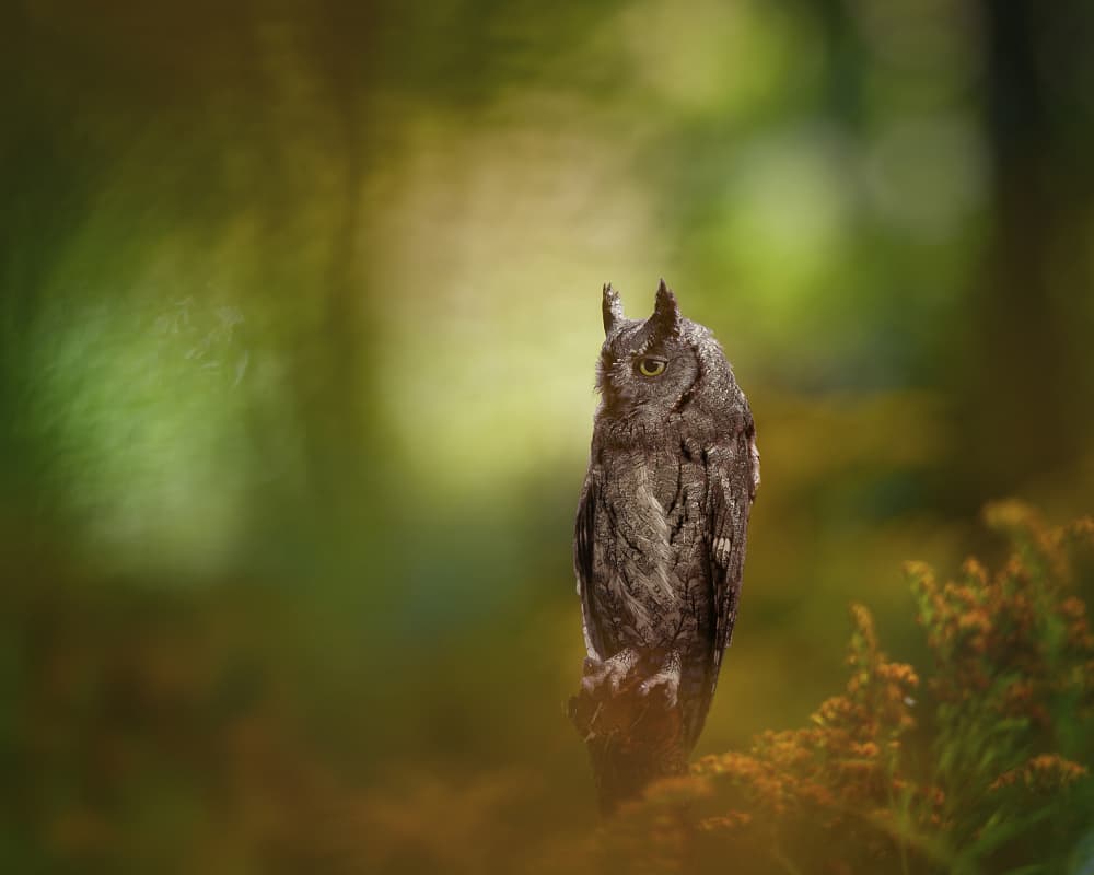 Watchful Forest Owl by Michaela Firešová — canvas wall art