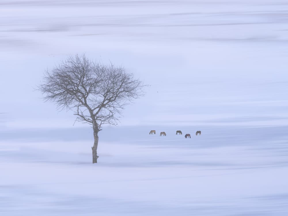 Winter Deer and Bare Tree by Cai ning — canvas wall art