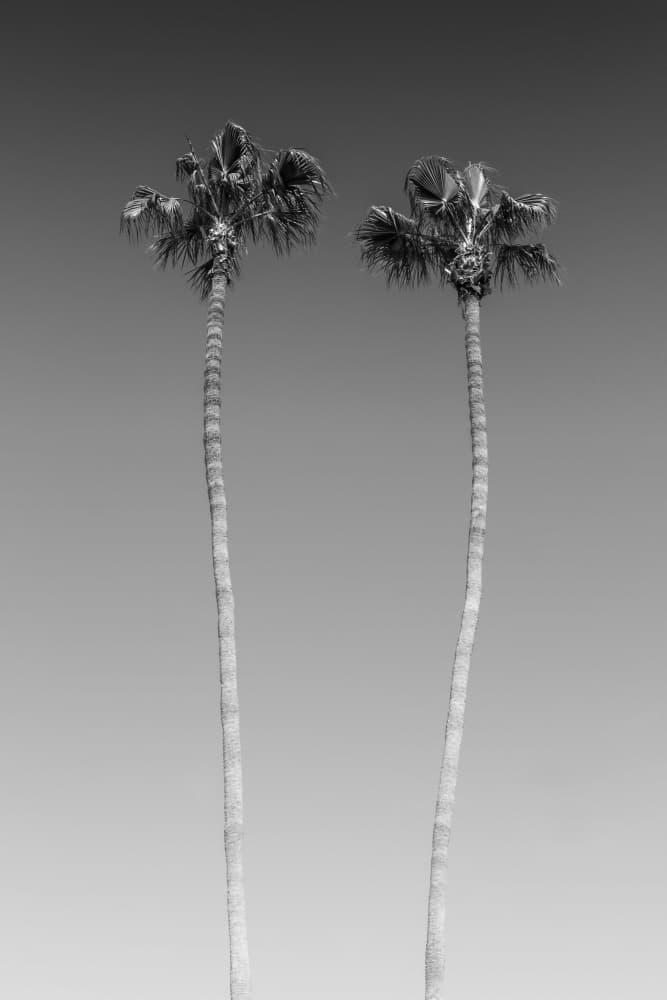 Minimalist Palm Duo by Melanie Viola — canvas wall art