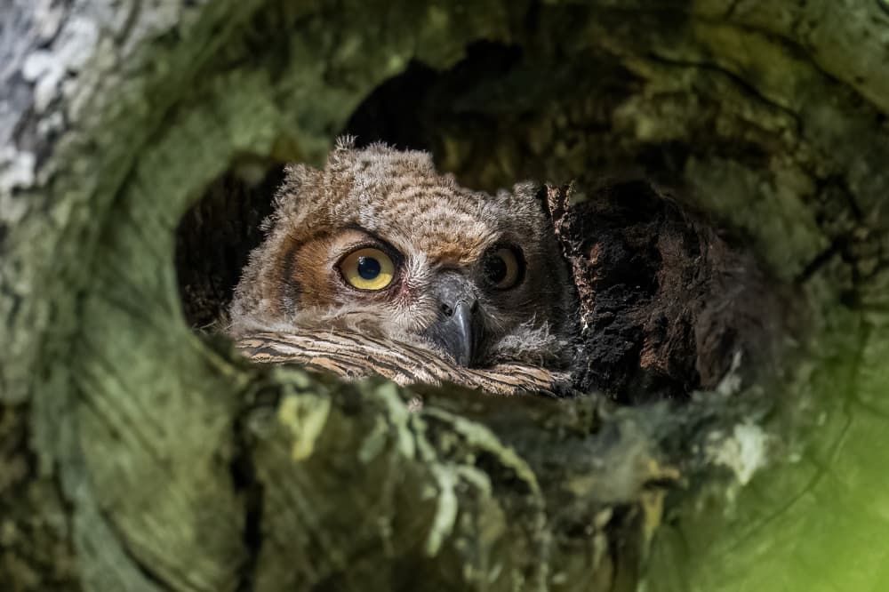 Curious Owlet Peeks Out by Mike He — canvas wall art