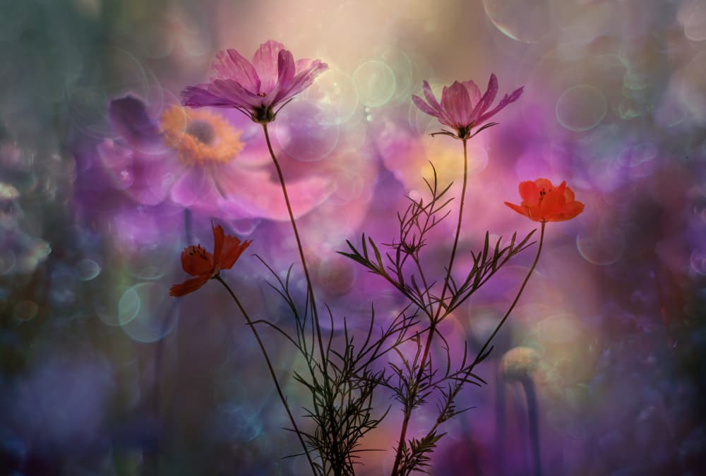 Dreamy Garden Blooms by Hilda van der Lee — canvas wall art