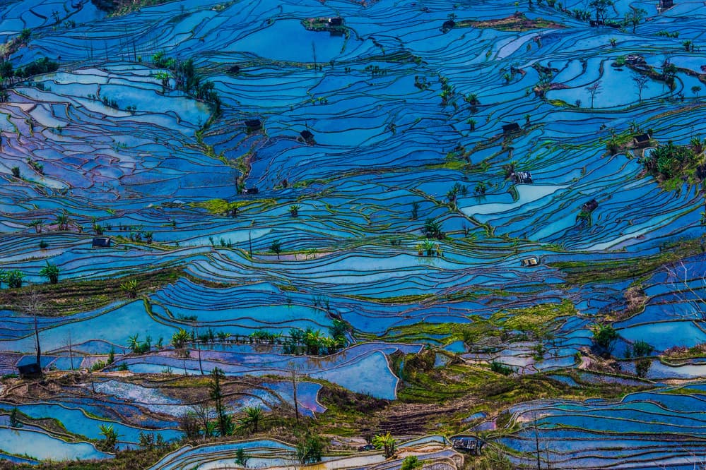 Vibrant Blue Rice Terraces by Simoon — canvas wall art