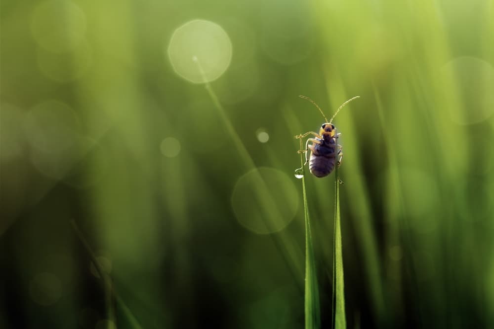 Morning Dewdrop Insect by Fauzan Maududdin — canvas wall art