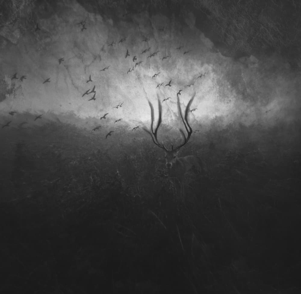 Mysterious Forest Stag by Robert Fabrowski — canvas wall art