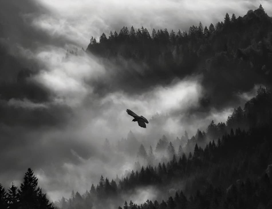 Eagle Over Misty Forest by Christoph Hessel — canvas wall art