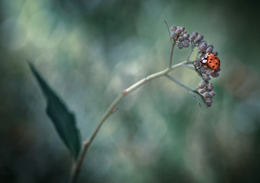 Gentle Ladybug Buds by Atul Saluja — canvas wall art