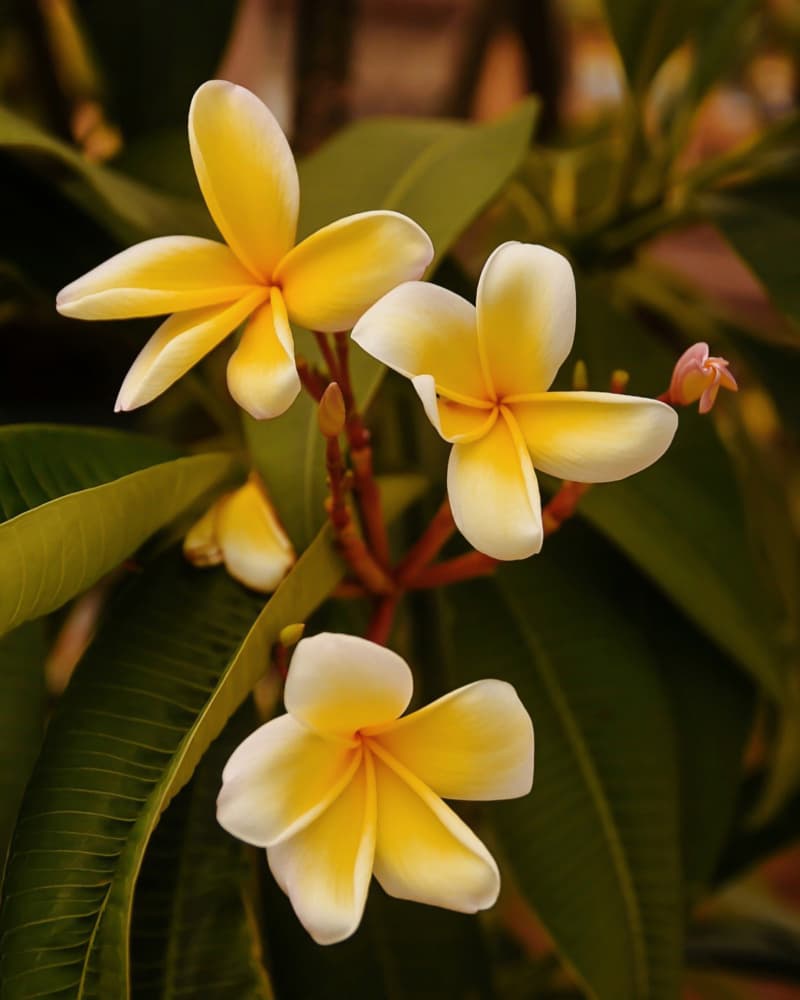 Tropical Plumeria Blooms by Del Mundo Imagery — canvas wall art
