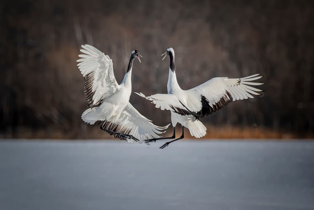 Jumping Competition by Fion Wong — canvas wall art