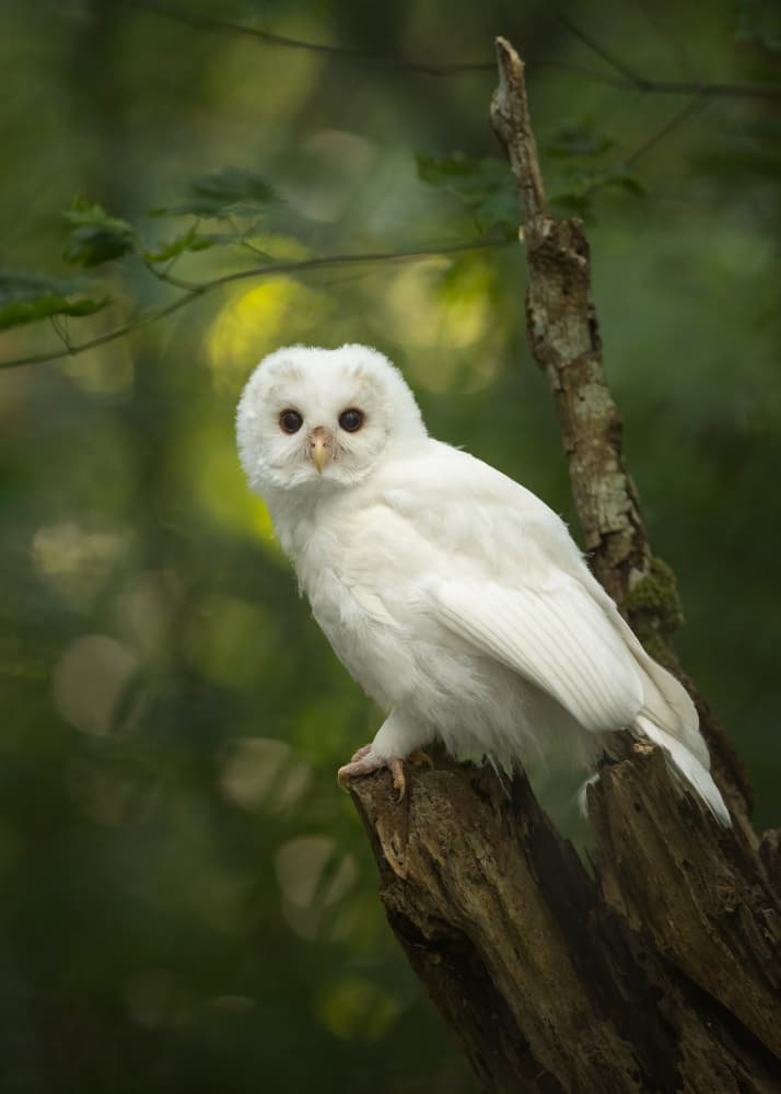 Serene White Owl by Tony Xu — canvas wall art