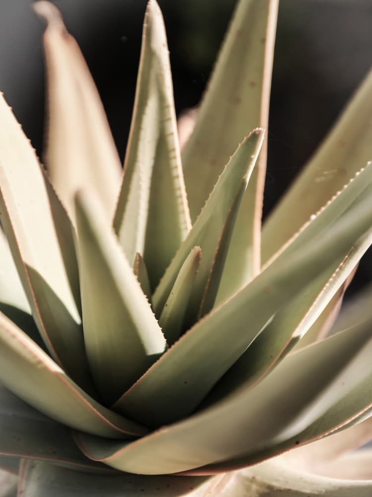 Sunlit Succulent by Shot by Clint — canvas wall art