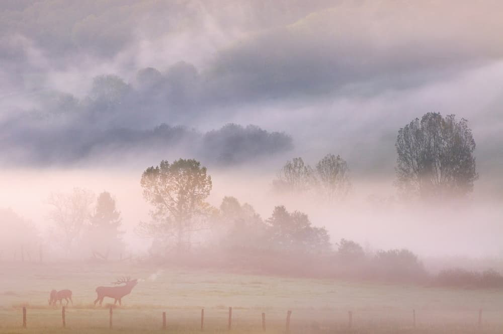 Stag in Morning Mist by Muriel Vekemans — canvas wall art