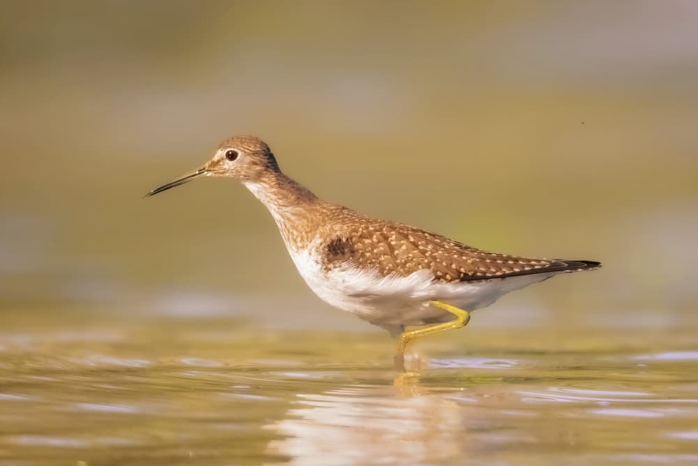 Peaceful Shorebird Wading by Robert Zhang — canvas wall art