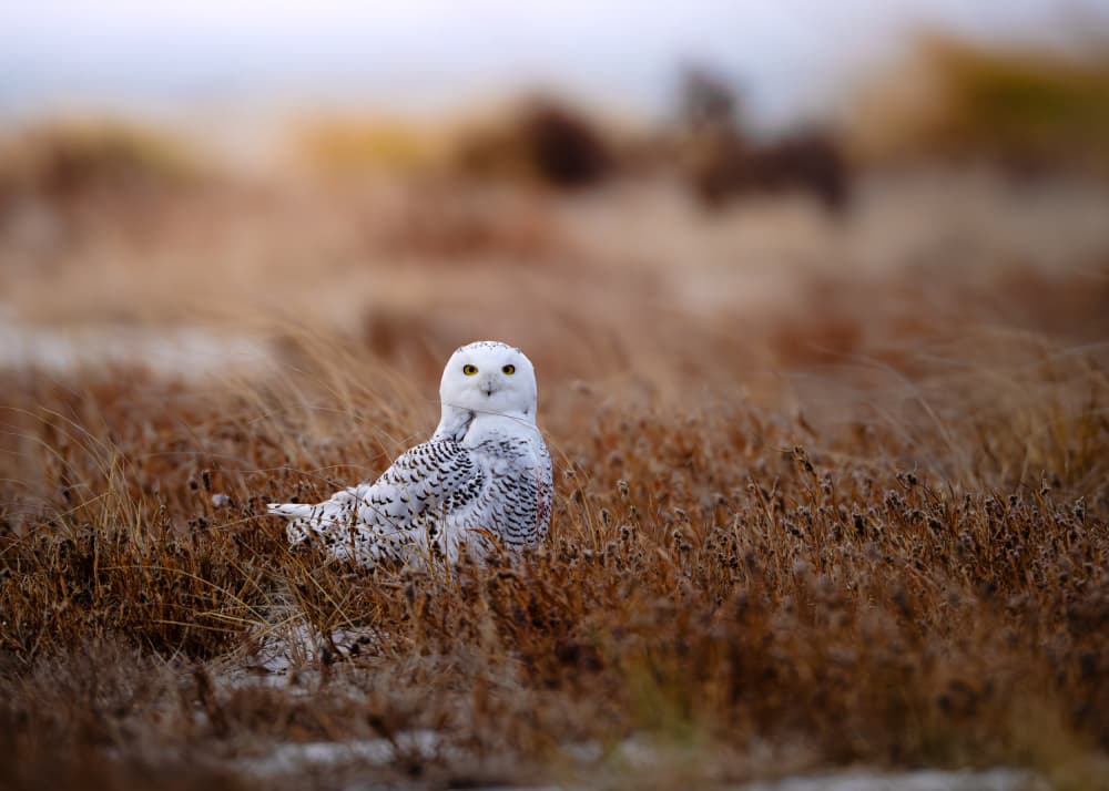 Snowy Owl In Winter Field by Johnny Chen — canvas wall art