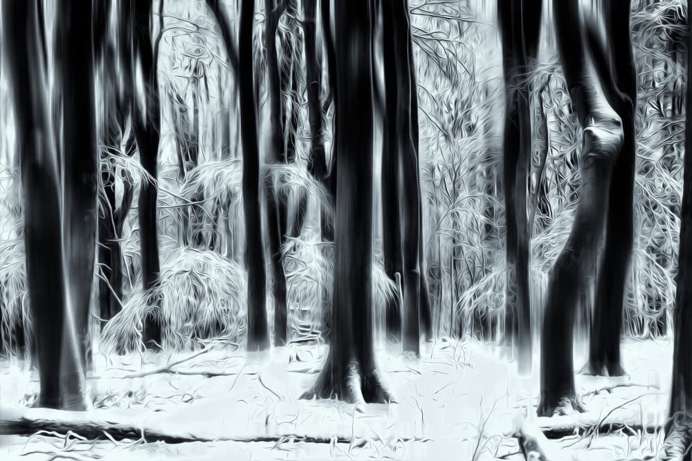 Glowing Monochrome Forest by Hilda van der Lee — canvas wall art
