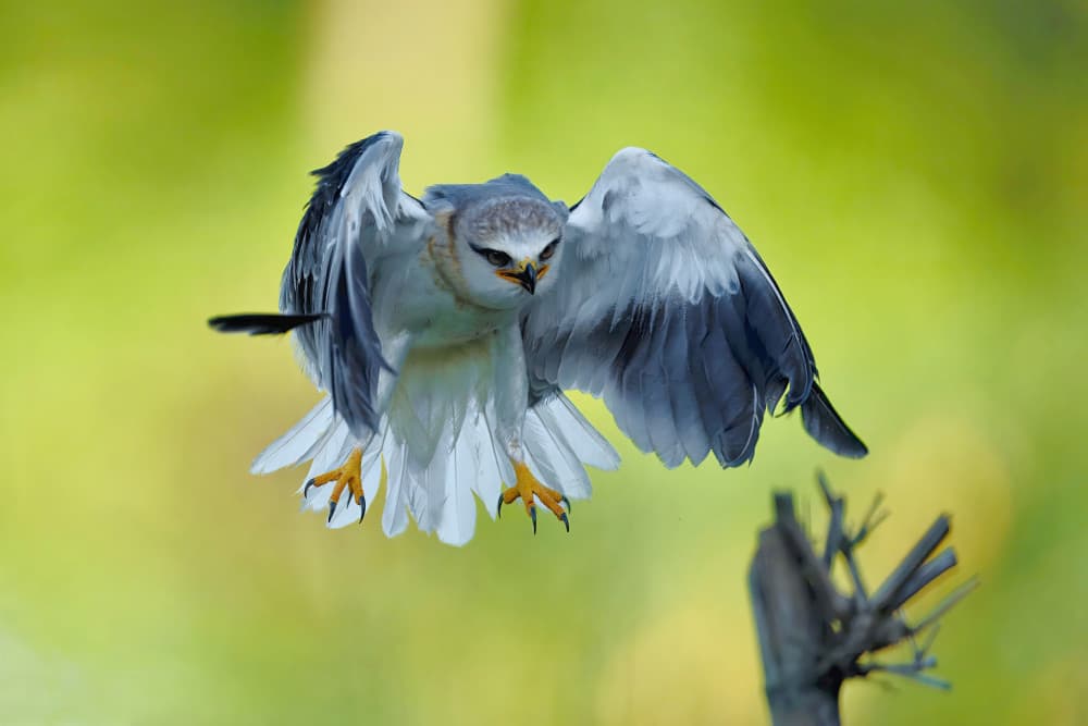Graceful Hunter's Flight by Gavin Lam — canvas wall art