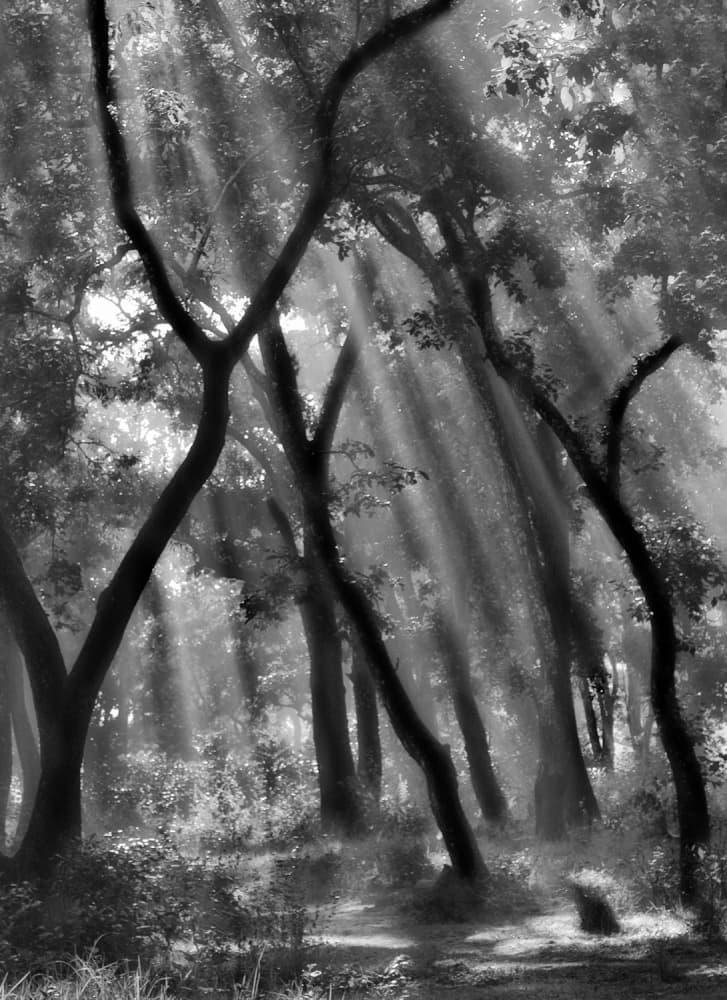 Sunlit Forest Path by Yvette Depaepe — canvas wall art