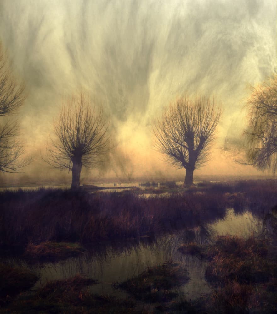 Misty Wetland Willows by Robert Fabrowski — canvas wall art