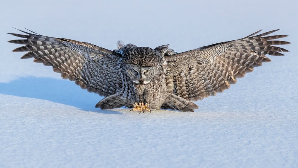 Great Gray Owl Wings by Jun Zuo — canvas wall art