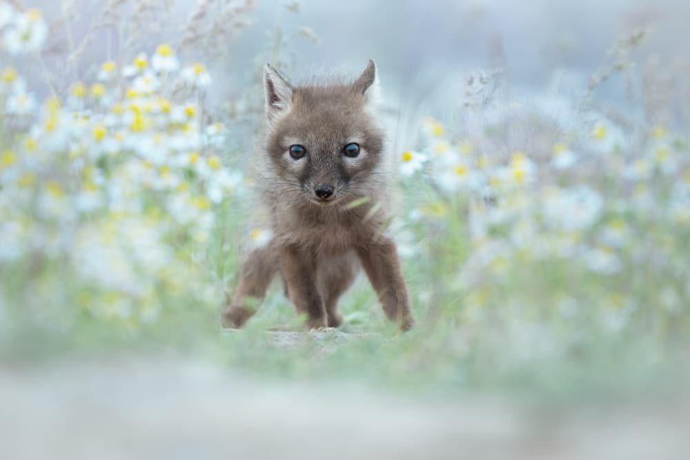 Little Fox In Wildflowers by Olga Rudchenko — canvas wall art