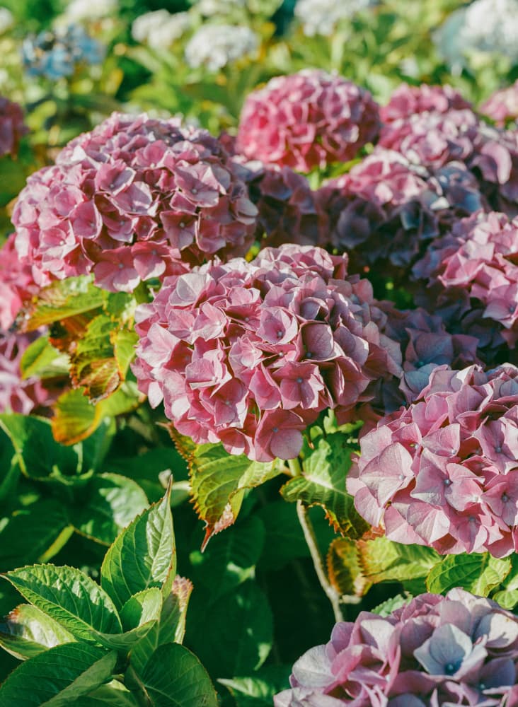 Pink Hydrangea Garden by Bethany Young — canvas wall art