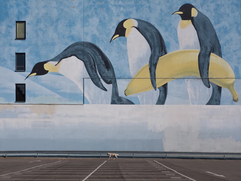 Penguins Banana Ride by Klaus Lenzen — canvas wall art