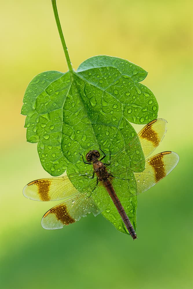 Dragonfly on Dewy Leaf by Roberto Marini — canvas wall art