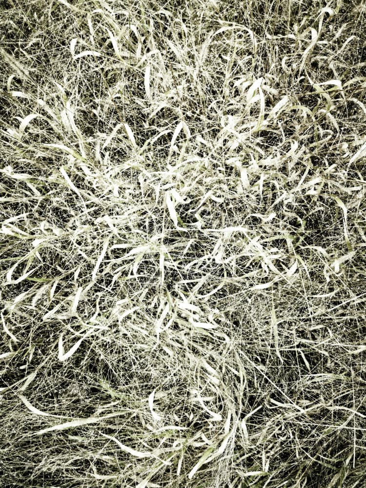 Textured Field Grass by Angelo Cerantola — canvas wall art