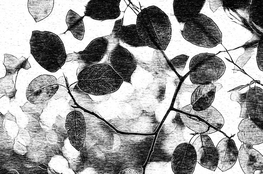 Monochromatic Leaf Canopy by Ylva Sjögren — canvas wall art