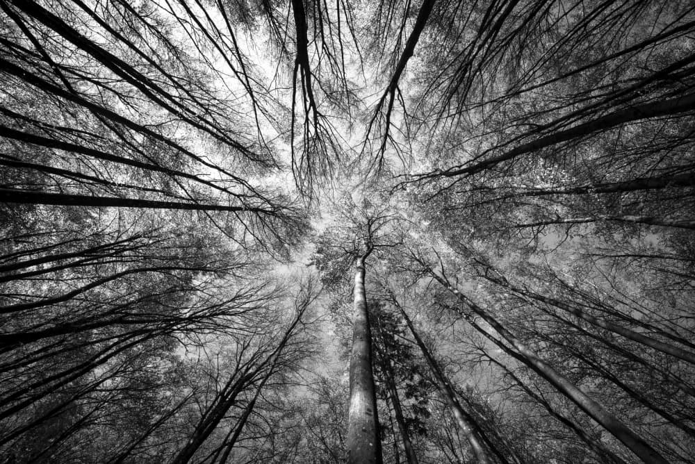 Forest Trees Looking Up by Primož Kožuh — canvas wall art