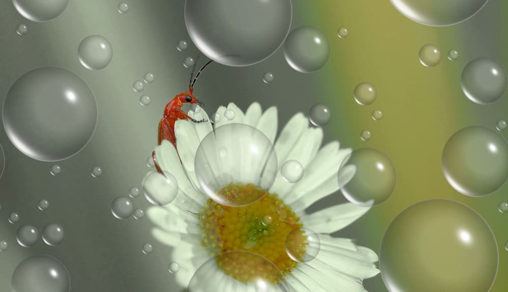 Red Beetle Daisy Bubbles by Thierry Dufour — canvas wall art