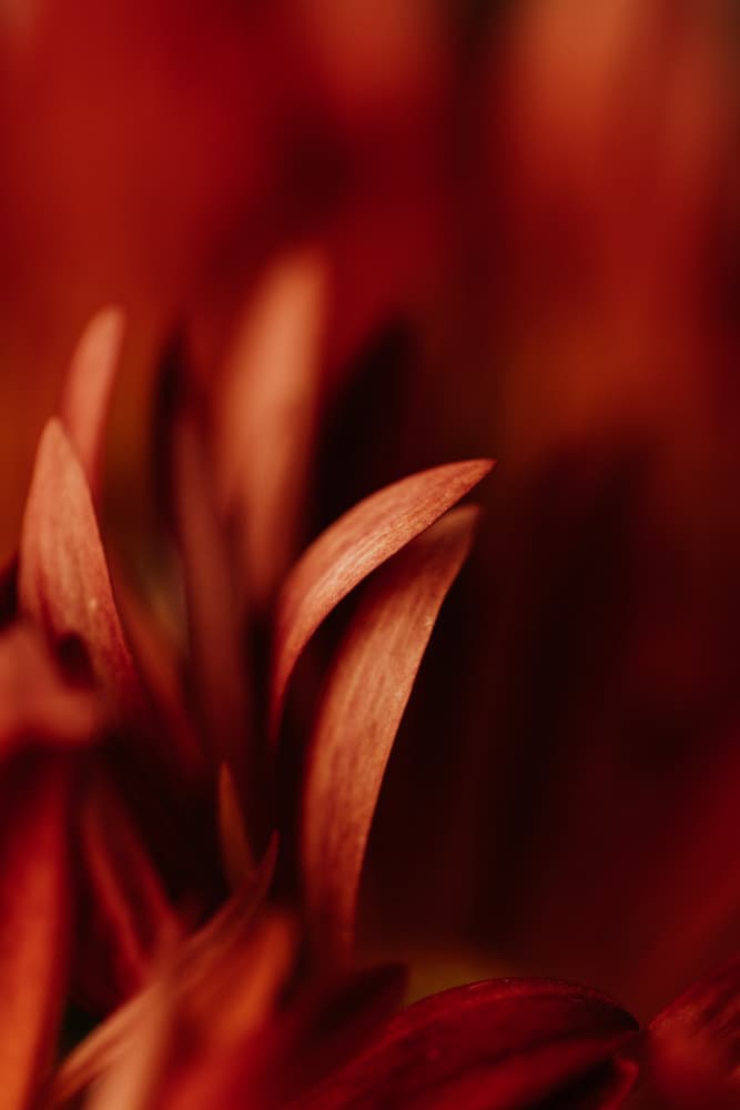 Soft Orange Petals by Javier Pardina — canvas wall art