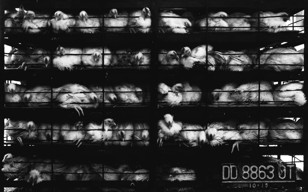 Caged Farm Chickens by Kahar Lagaa — canvas wall art