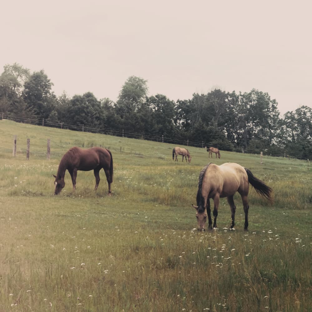 Horses Grazing In Pasture by Stephanie Klatt — canvas wall art