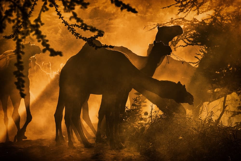 Desert Camels at Golden Hour by Pavol Stranak — canvas wall art
