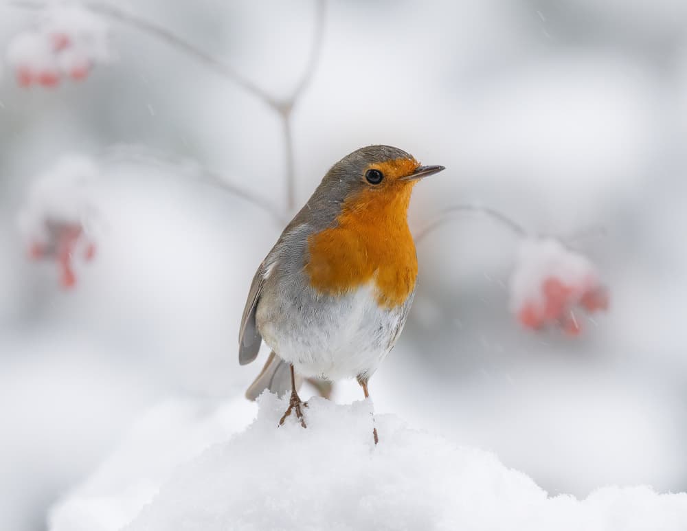 Red Robin In Snow by Annie Keizer — canvas wall art