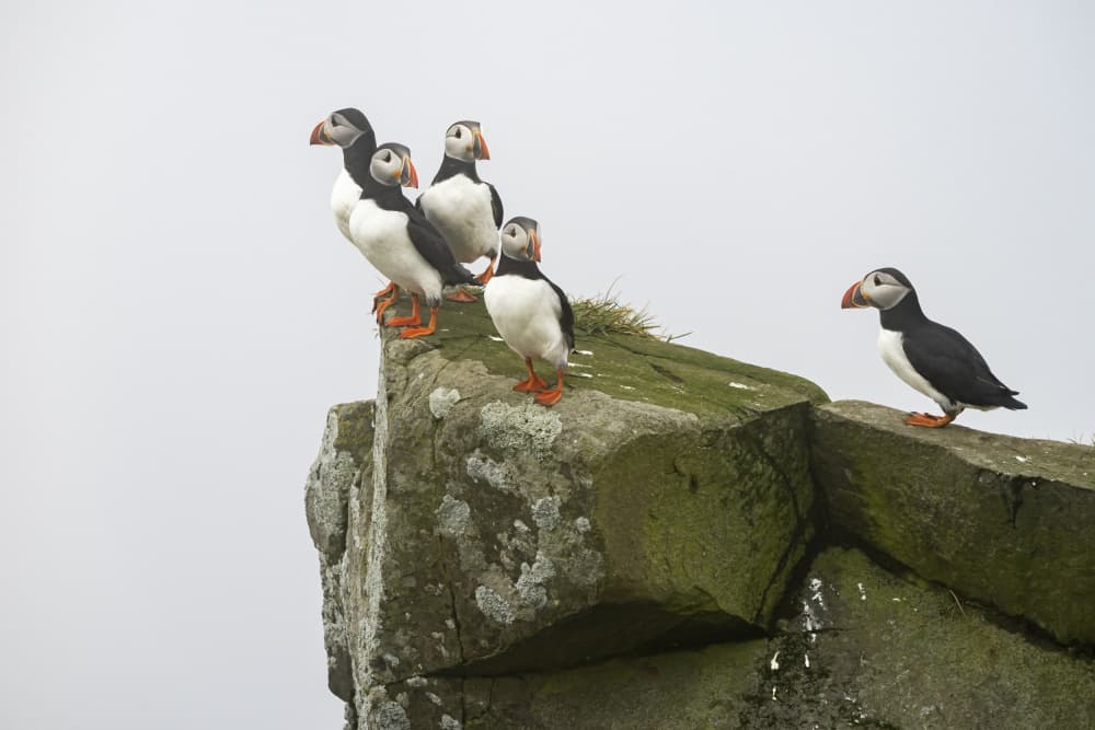 Atlantic Puffins Perched by Greetje van Son — canvas wall art