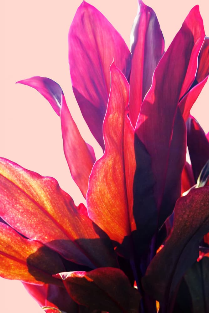 Vibrant Pink Foliage by Gemma Bardot — canvas wall art