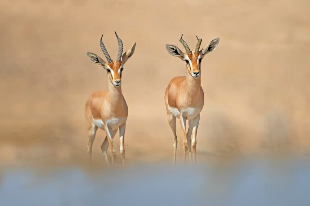 Elegant Desert Gazelles by Shlomo Waldmann — canvas wall art