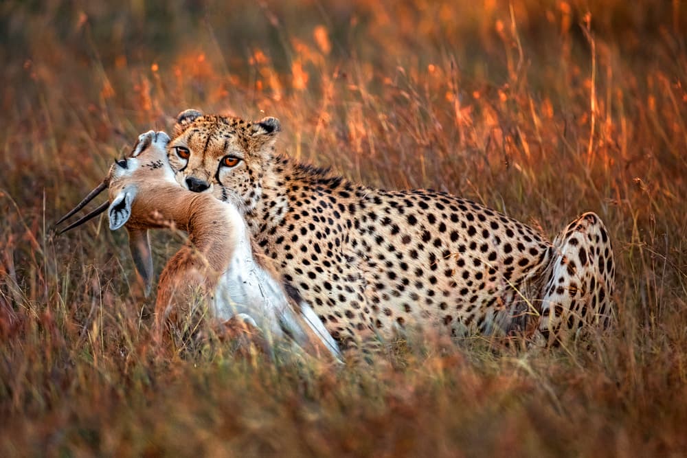 Golden Hour Cheetah Hunt by Xavier Ortega — canvas wall art