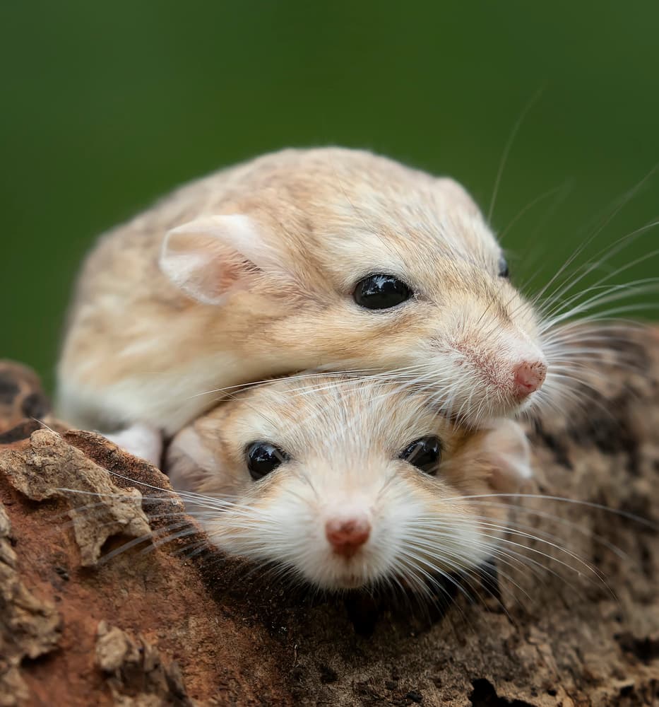 Adorable Gerbil Stack by Tantoyensen — canvas wall art