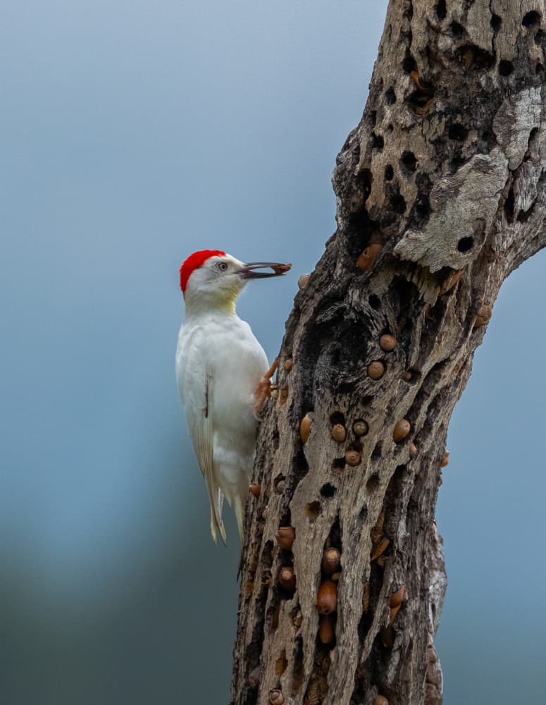 Acorn Woodpecker Perched by Johnson Huang — canvas wall art