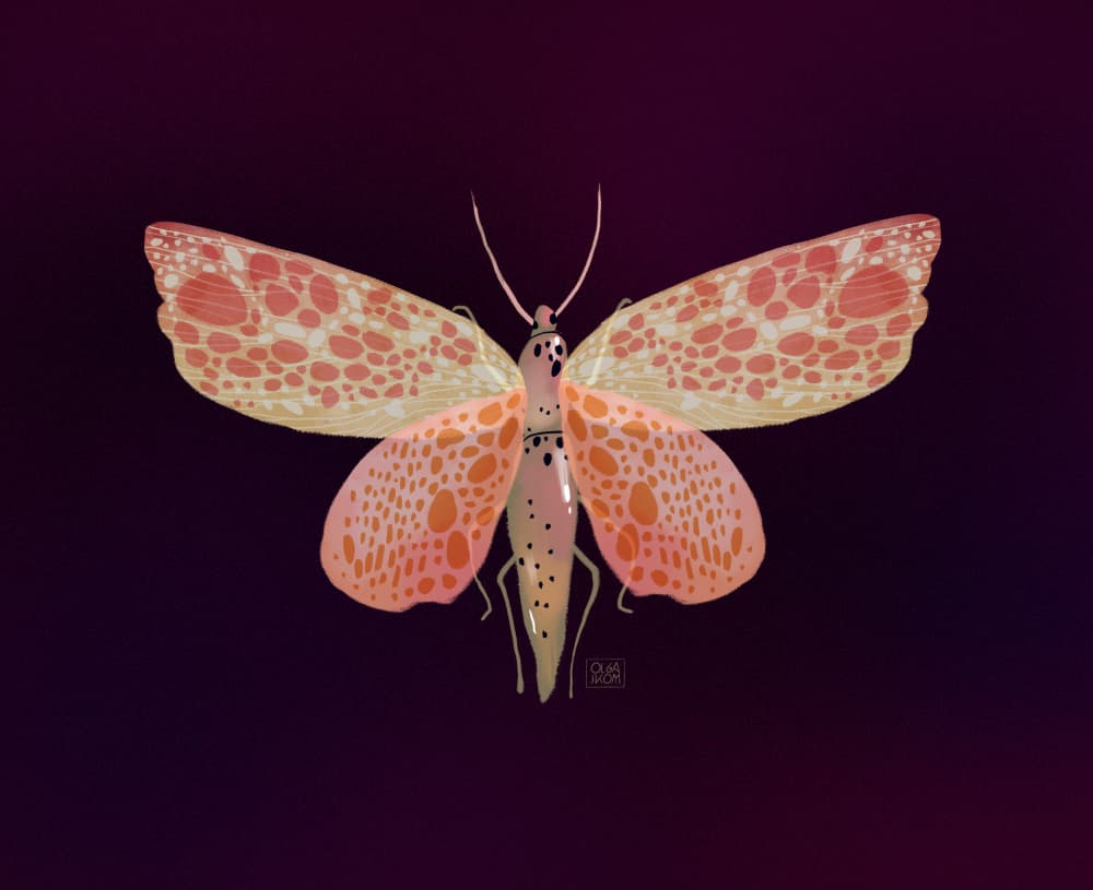 Pink Orange Spotted Moth by Olga Skomorokhova — canvas wall art