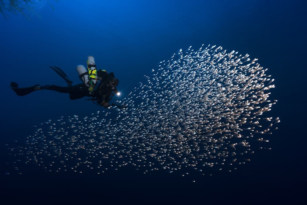 Scuba Diver Fish Swarm by Barathieu Gabriel — canvas wall art